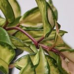 Hoya Carnosa Tricolor (Wax Plant)
