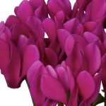 Purple Cyclamen