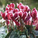 Cyclamen – Flame Purple