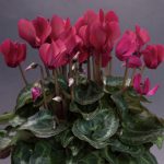 Burgandy Cyclamen