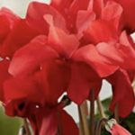 Red Cyclamen