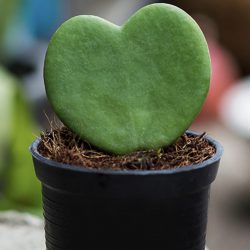 Hoya Kerrii ‘The Sweetheart Plant’