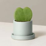 Hoya Kerrii ‘The Sweetheart Plant’