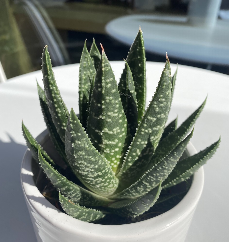 Aloe Apollo - Image 2