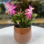 Christmas Cactus (Schlumbergera  Kornelia)