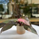 Philodendron ‘Pink Princess’