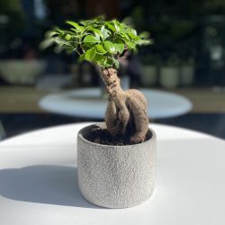 Ficus micr. Ginseng