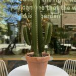 Euphorbia Ingens – Candelabra Tree