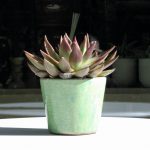 Echeveria antaris