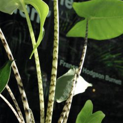 Alocasia Zebrina (Zebra Plant)
