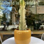 Euphorbia ingens marmorata