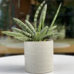 Sansevieria Boncellensis