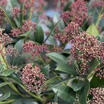 Skimmia Japonica Rubella