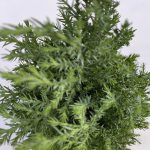 Chamaecyparis Lawsoniana Ellwoodii