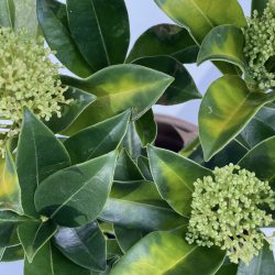 Skimmia Japonica Finchy