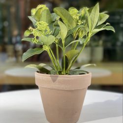 Skimmia Japonica Finchy