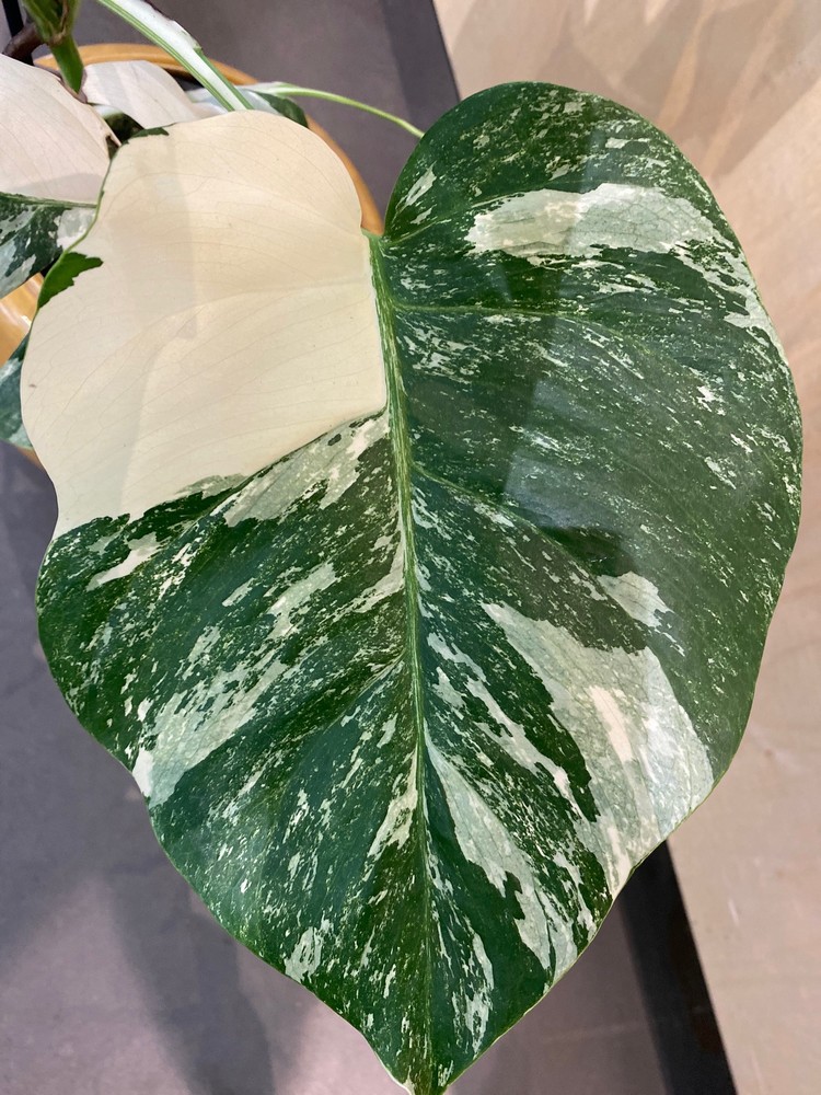 Variegated Monstera: Caring for the Elusive (and Expensive!) Monstera  Deliciosa Variegata – Garden Betty