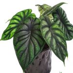 Alocasia Dragon Scale