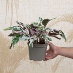 Calathea ‘Fusion White’