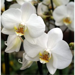 Phalaenopsis Orchid ‘Nottingham’ White