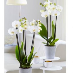Phalaenopsis Orchid ‘Nottingham’ White