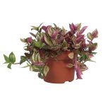 Tradescantia flum Quadricolor