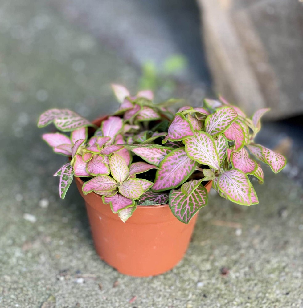 Fittonia 'Pink Ruby Lime' - The Nunhead Gardener