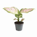 Aglaonema Red Valentine