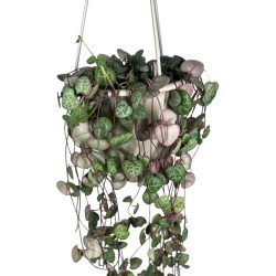 Ceropegia Woodii (String Of Hearts)