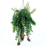 Aeschynanthus – Caroline