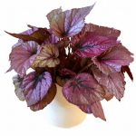 Begonia – Indian Summer