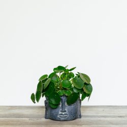 Pilea Peperomoides (Chinese Money Plant)