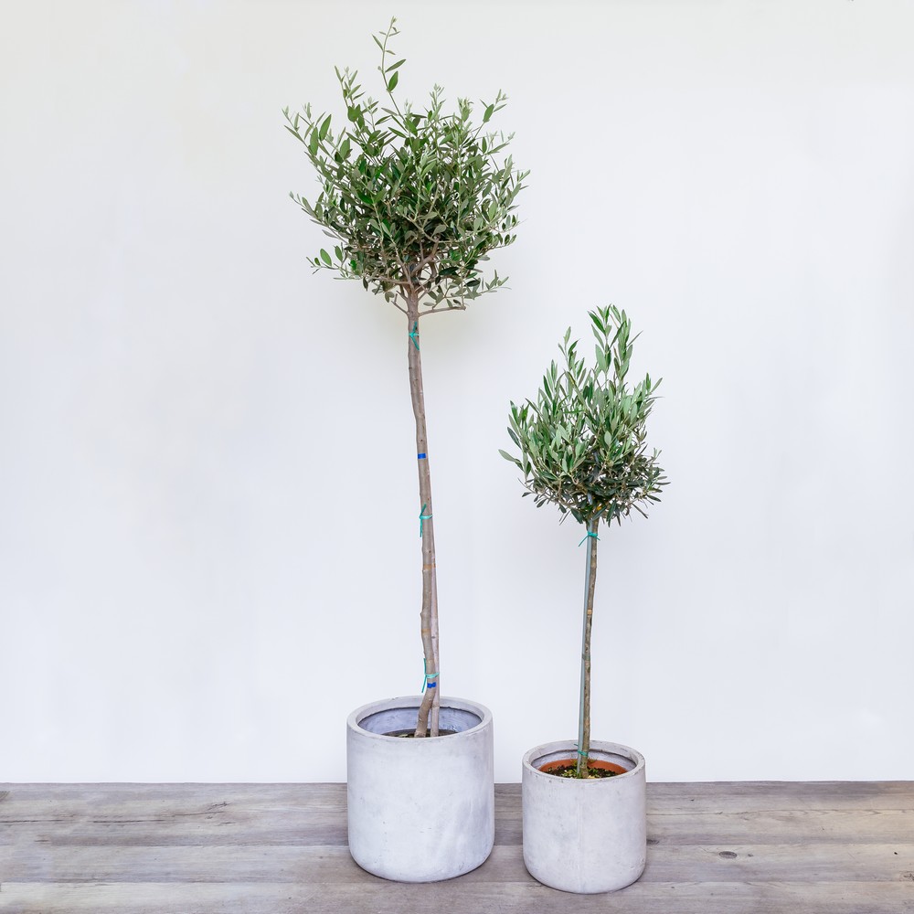 Image of two olive trees inside concrete pots on a wooden floor