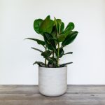 Ficus Elastica Robusta – Rubber Plant