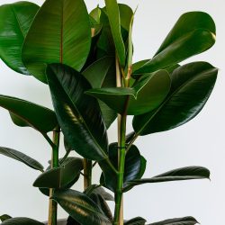 Ficus Elastica Robusta (Rubber Plant)