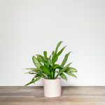 Aglaonema Maria Christina