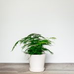 Asparagus setaceus – Asparagus Fern
