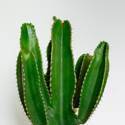 Euphorbia Ingens – Candelabra Tree