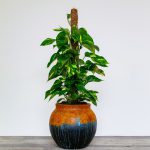 Epipremnum pinn. ‘Aureum’ moss pole