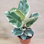 Ficus El. Tineke (Rubber Plant)