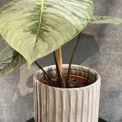 Philodendron Sodiroi