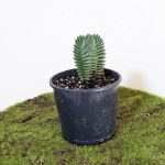 Crassula Buddha’s Temple