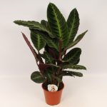 Calathea Warscewiczii