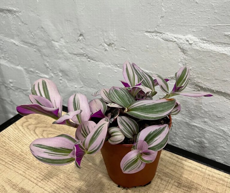 Tradescantia Sweetness - The Nunhead Gardener