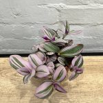 Tradescantia Sweetness