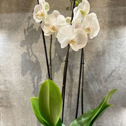Phalaenopsis ‘White World’