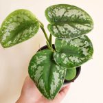 Scindapsus Pictus Argyraeus – Satin Pothos