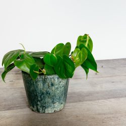Philodendron scandens – Sweetheart Plant