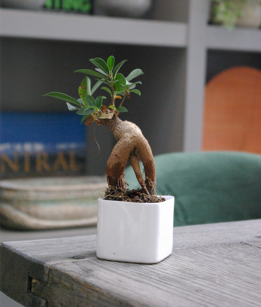 Ficus micr. Ginseng - Image 2