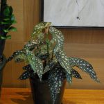 Begonia Maculata Silverspot